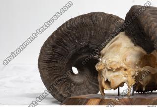 mouflon skull antlers 0023